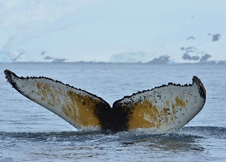 cola-ballena.jpg