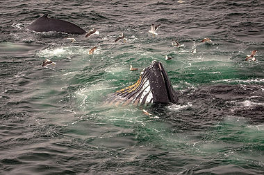 1599px-Feeding_Humpback_Whales,_Gerlache_Strait,_Antarctic_Peninsula_(25701791850).jpg