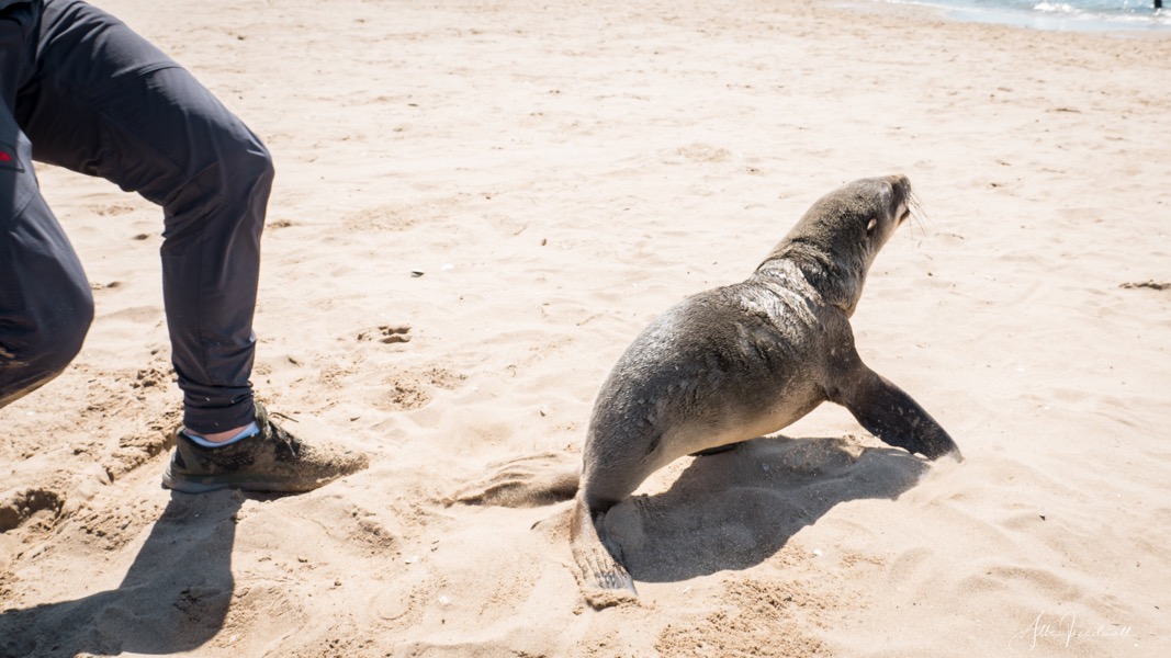 Non-profit organisation | Ocean Conservation Namibia | Erongo Region