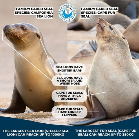 Cape Fur Seals look more similar to Sea Lions than True Seals. They share many features, but Cape Fur seals have much thicker fur than Sea lions. Their dense and waterproof underfur made for more desirable pelts, leading to Cape Fur Seals nearly driven to extinction in the early 1900’s!
Sea Lions have a shorter and wider nose, and shorter ears and flippers than the fur seals. The largest Sea Lion (Steller Sea Lion) can reach up to 1000kg, whereas the largest Fur Seal (Cape fur seal) can attain a maximum of 350kg.
At OCN, we are happy we get to rescue Cape fur seals, and not Sea Lions. We would need a much bigger net!