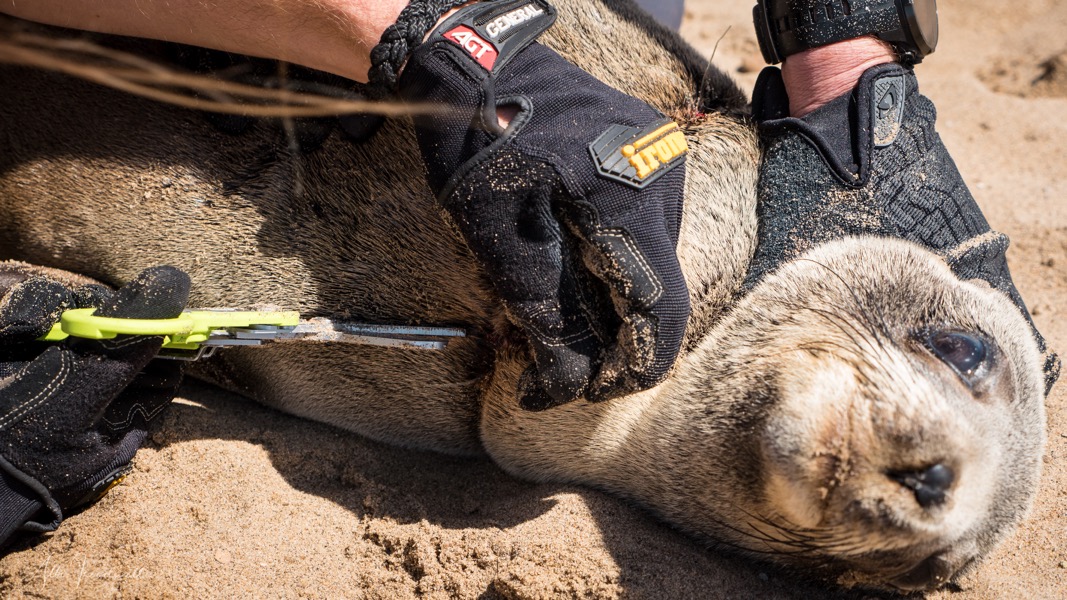 Non-profit organisation | Ocean Conservation Namibia | Erongo Region