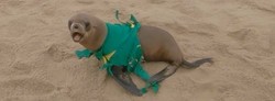 Ocean Conservation Namibia | Seal Rescues