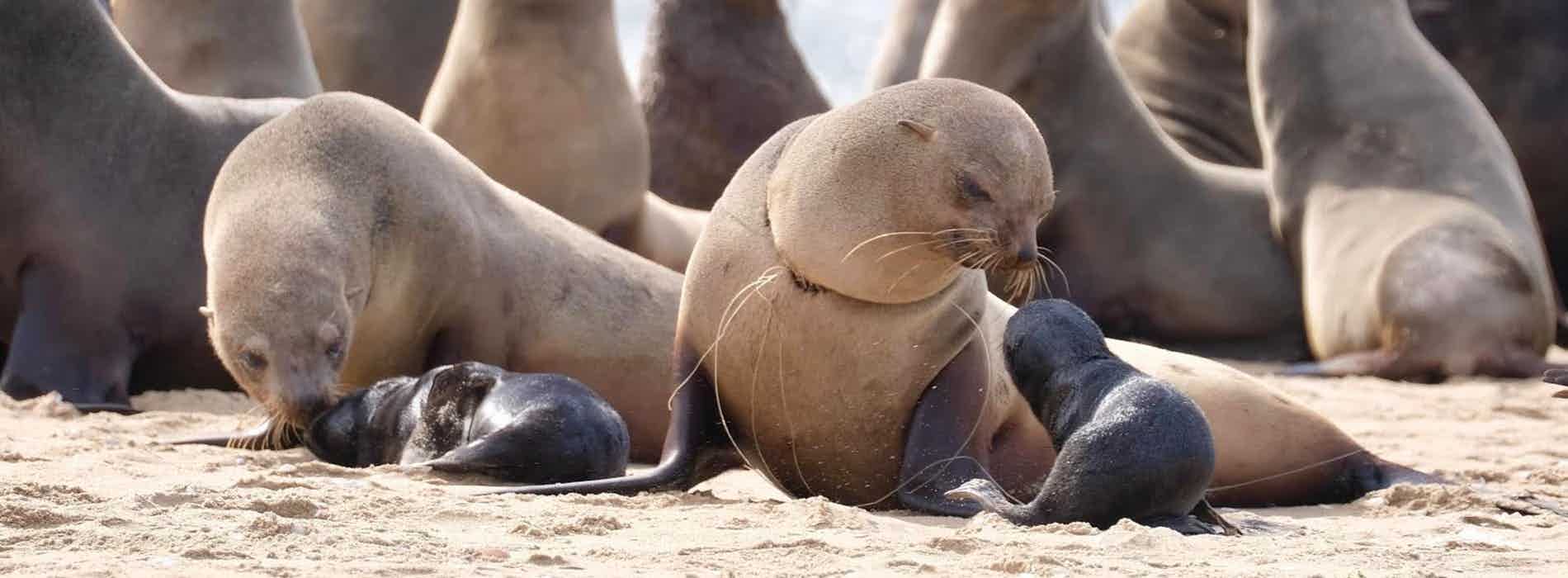 Non-profit organisation | Ocean Conservation Namibia | Erongo Region