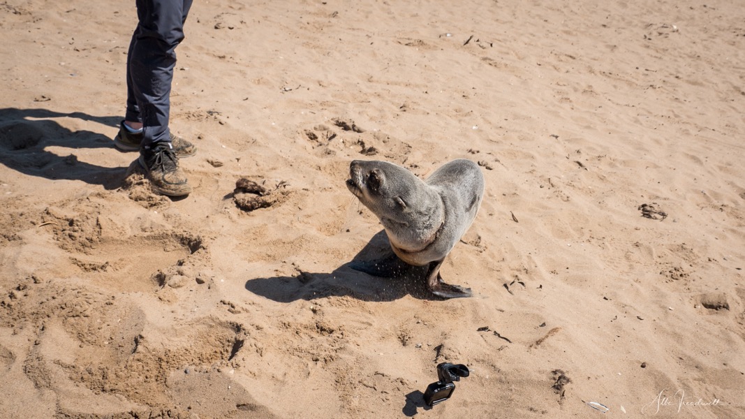 Non-profit organisation | Ocean Conservation Namibia | Erongo Region