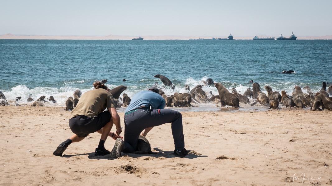 Non-profit organisation | Ocean Conservation Namibia | Erongo Region