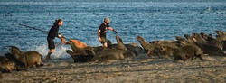 Ocean Conservation Namibia | Seal Rescues
