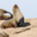 Cape Fur Seal with Seal Pup and plastic rubbish in front of her