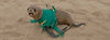 Cape Fur Seal Entangled in Green Overall