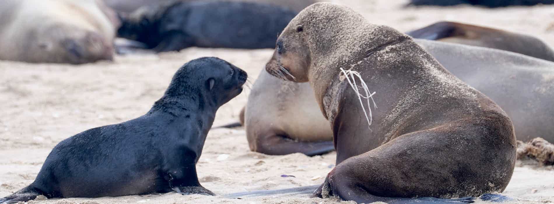 Non-profit organisation | Ocean Conservation Namibia | Erongo Region