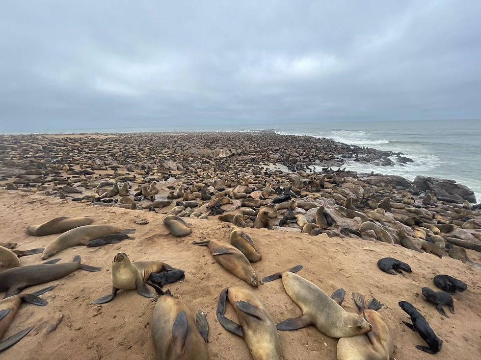 Seals at Cape Cross