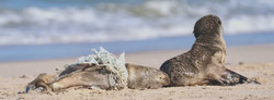Ocean Conservation Namibia | Seal Rescues