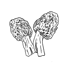 Ecological Restoration of Fungi