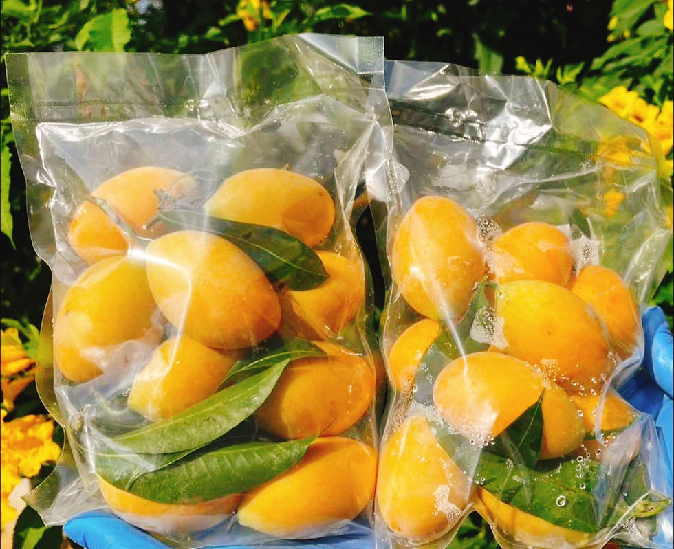 ภาพขนาดย่อ: มะยงชิด คัดไซด์ Big Yellow plum ขนาด 500 กรัม