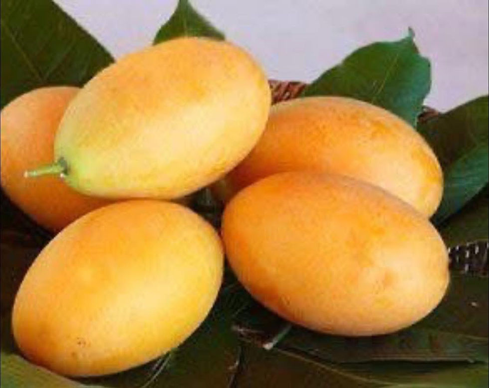 ภาพขนาดย่อ: มะยงชิด คัดไซด์ Big Yellow plum ขนาด 500 กรัม
