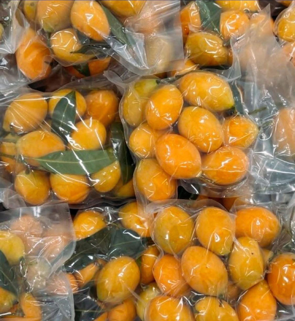 Thumbnail: มะยงชิด คัดไซด์ Big Yellow plum ขนาด 500 กรัม