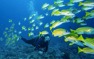 RESEARCH CONFIRMS THERAPEUTIC BENEFITS OF SCUBA DIVING