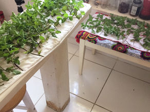 庭のペパーミント😍