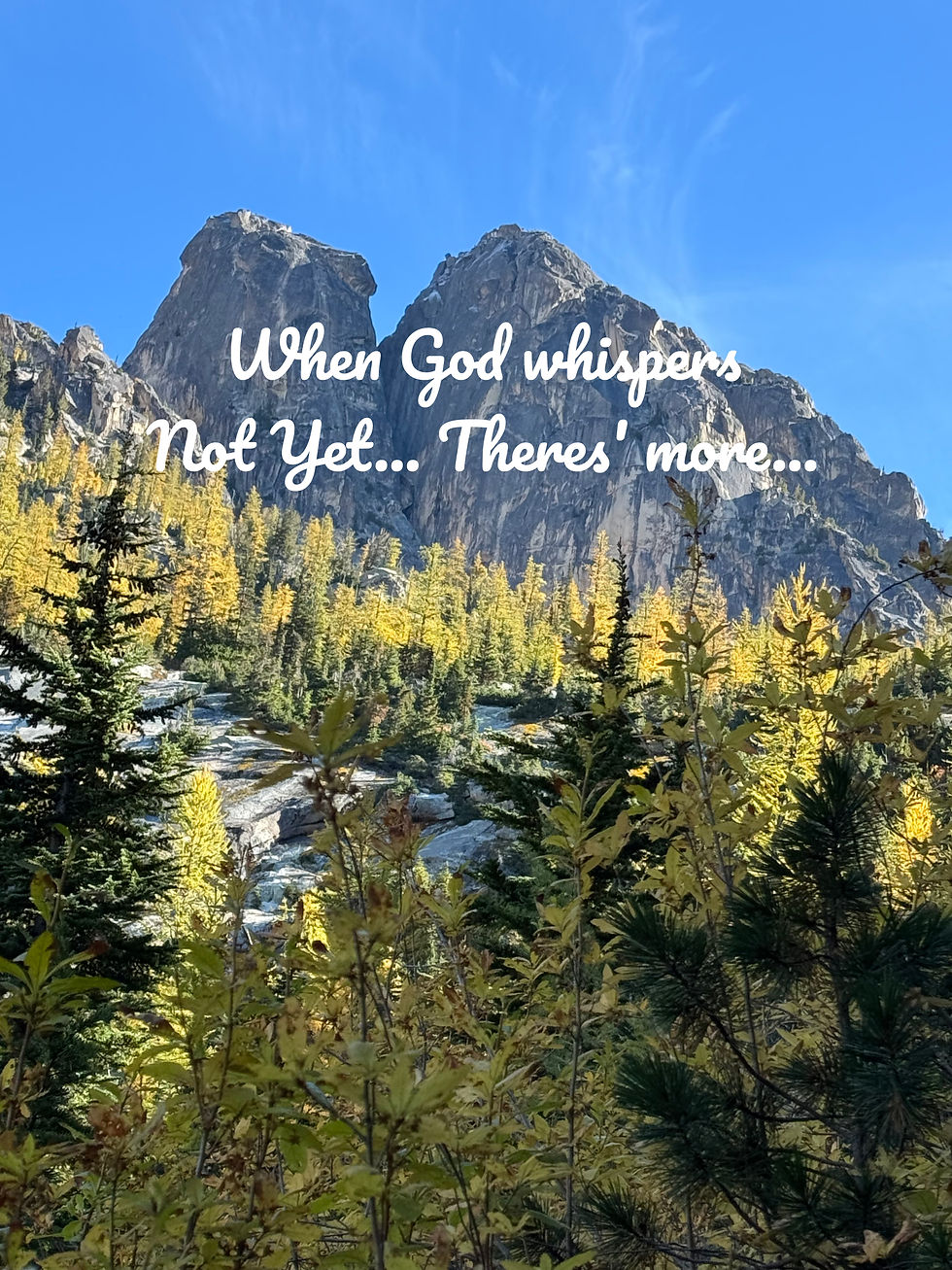 Larches beginning transition from green to golden along trail in North Cascade National Park with Mountain peak in background