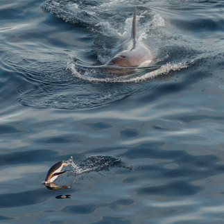 Killer Whale chasing penguin