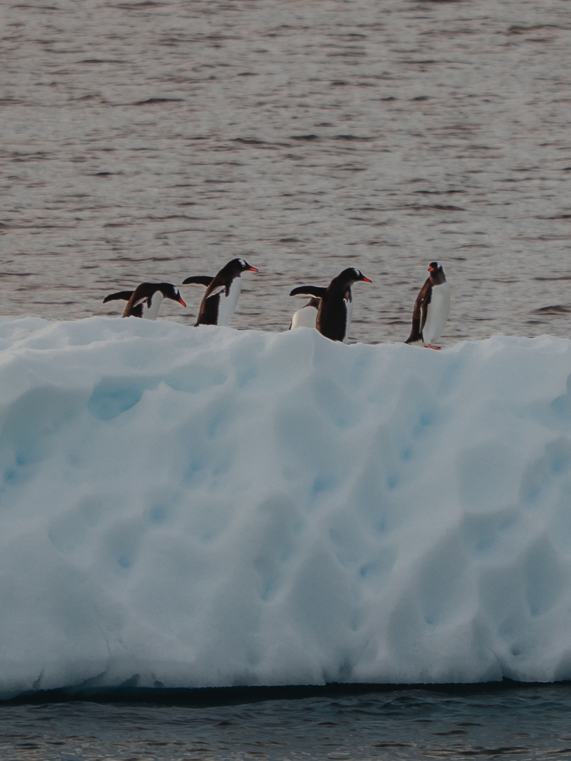 Group of Gentoo penguins on iceberg in Antartica