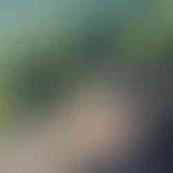 A break in the trees brings light to the trail