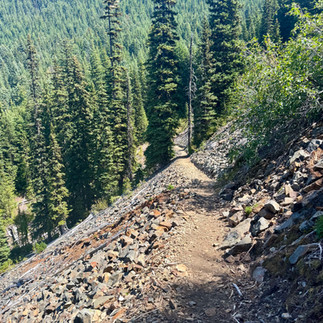 A break in the trees brings light to the trail