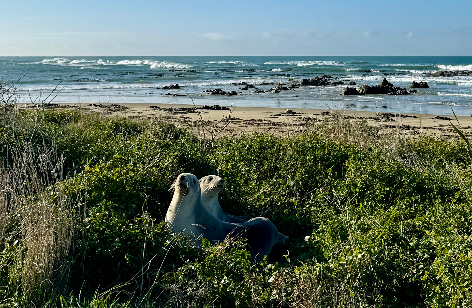Sea Lions Nugget Point