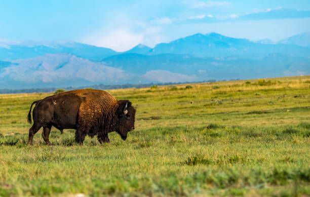 Bison walking across a grassy field with blue mountains.