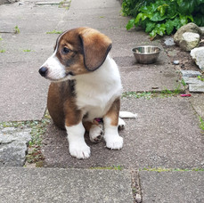 Luci