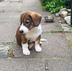 Luci