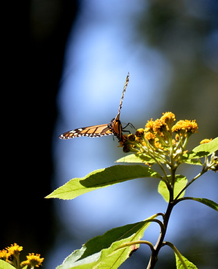 Monarch Butterflies - Sierra Chincua - Michoacan - Mexico (25).JPG