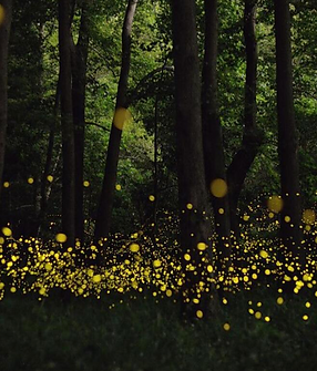 Screenshot 2025-08-30 at 8.15.35 AM.png