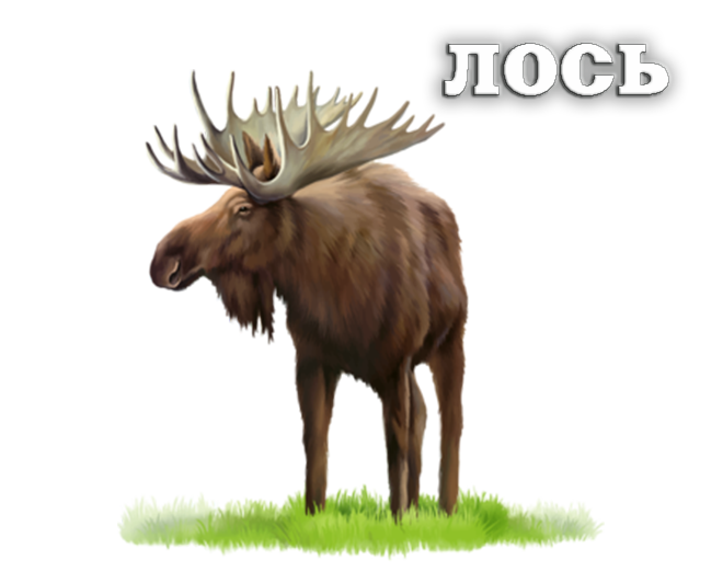 ЛОСЬ_