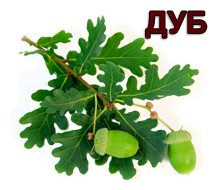 ДУБ1