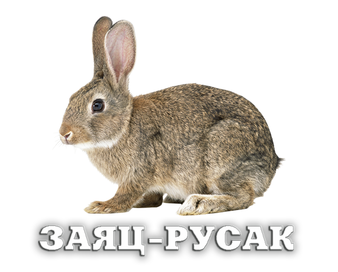 ЗАЯЦ-РУСАК