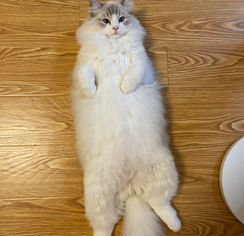 ragdoll cattery faerie