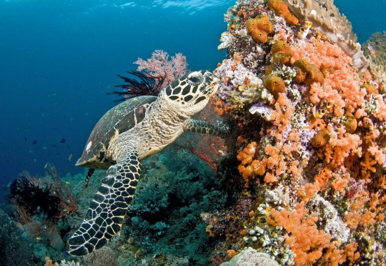 AquaMeridian