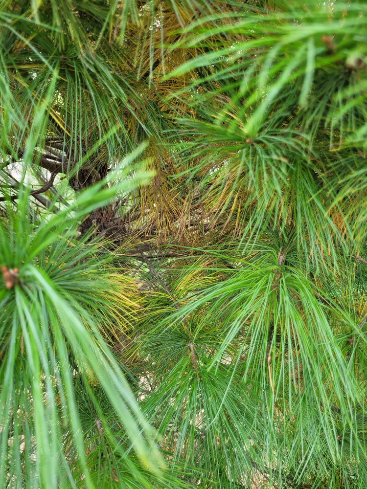 Are your Conifers Losing their Needles?