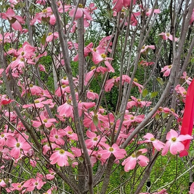     Kousa Dogwood