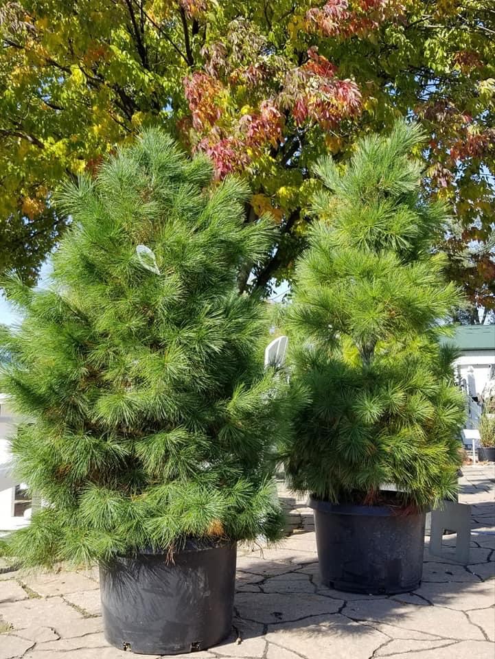 Download GARDEN CENTER | IOWA OUTDOOR PRODUCTS