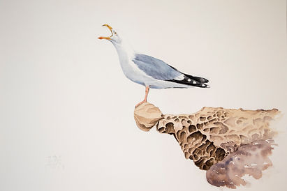 gaviota_argéntea_posada_en_roca.50x70.j
