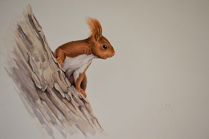 ardilla roja. 49X70.jpg