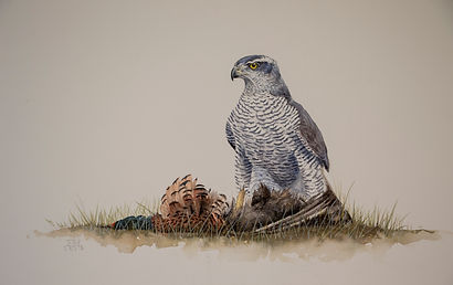 azor.41X64.jpg