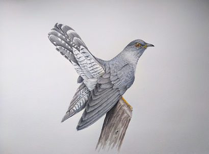 cuco.50X70.jpg