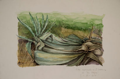 pitas agonizando.46X30.jpg
