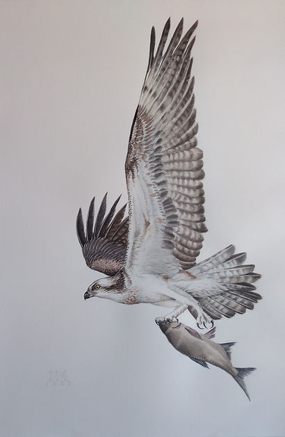 águila_pescadora_volando.100X70.jpg