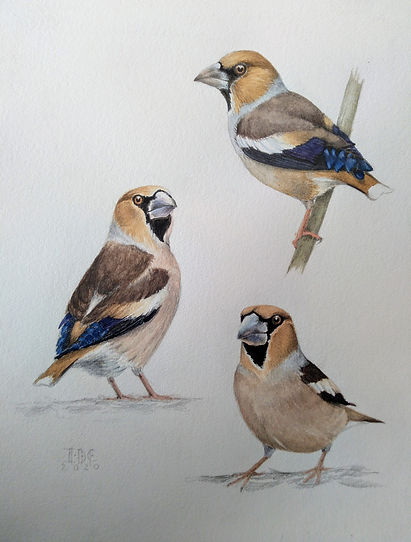 picogordos.45X35.jpg