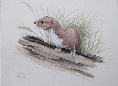 comadreja. 31X35.jpg