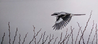 alcaudón_real_volando.29X70.jpg