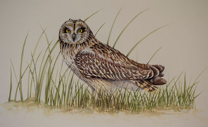 buho campestre.60X90.jpg
